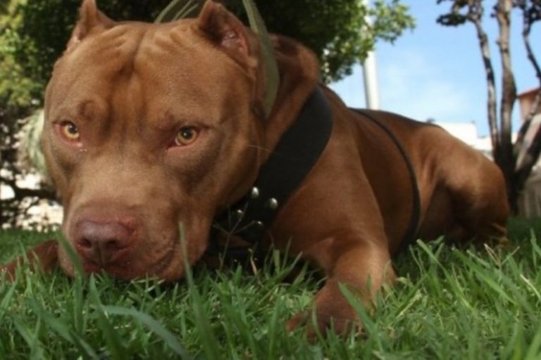 Juez encarcela a dueños de perro de raza pitbull que atacó a un niño de 9 años en Uyuni