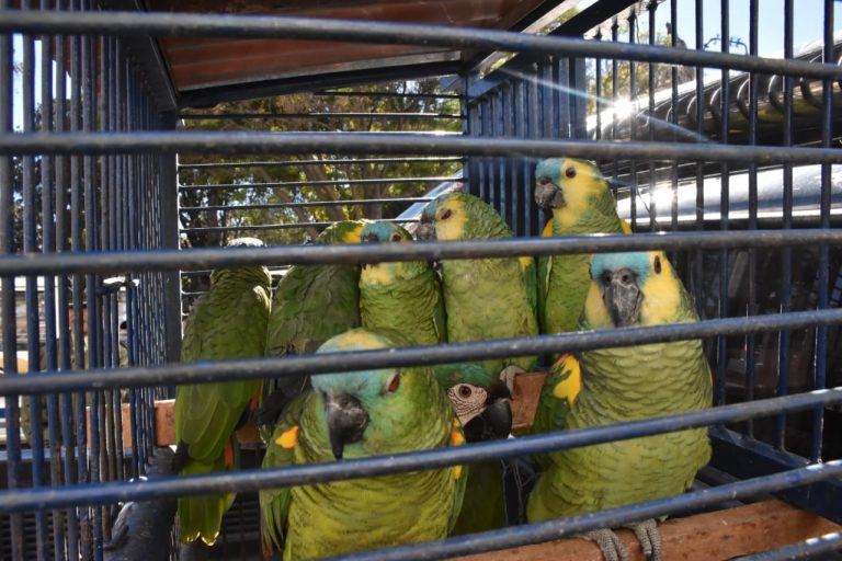Gobernación de Chuquisaca recupera 25 animales silvestres