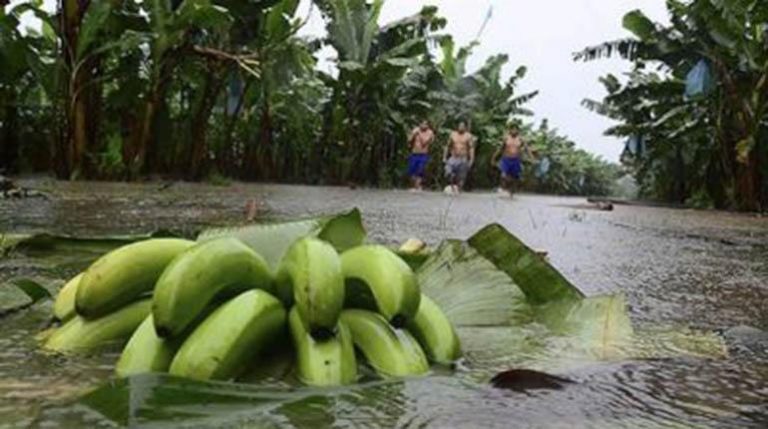 Declaran zona de desastre a tres municipios del trópico cochabambino por exceso de lluvias