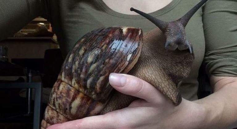 Encuentran ejemplares de caracol africano gigante en el Chapare