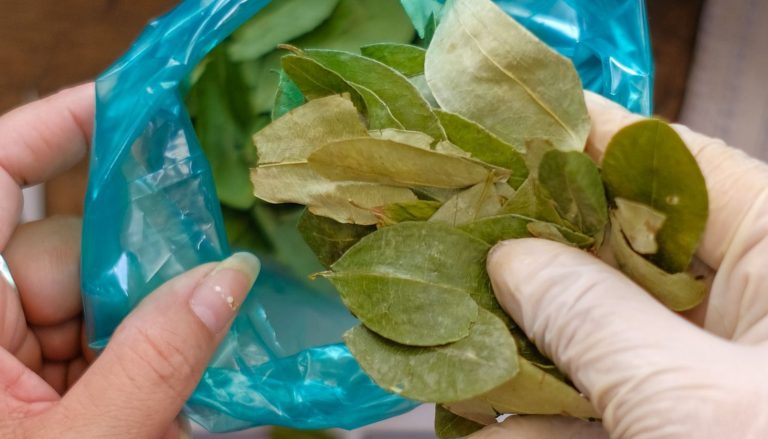 No hay hoja de coca para el acullico tradicional en Chuquisaca