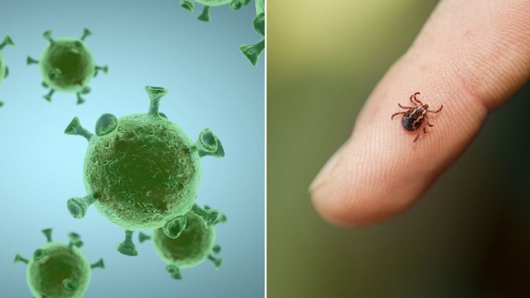 En plena pandemia del Covid-19 un nuevo virus mortal reaparece en China