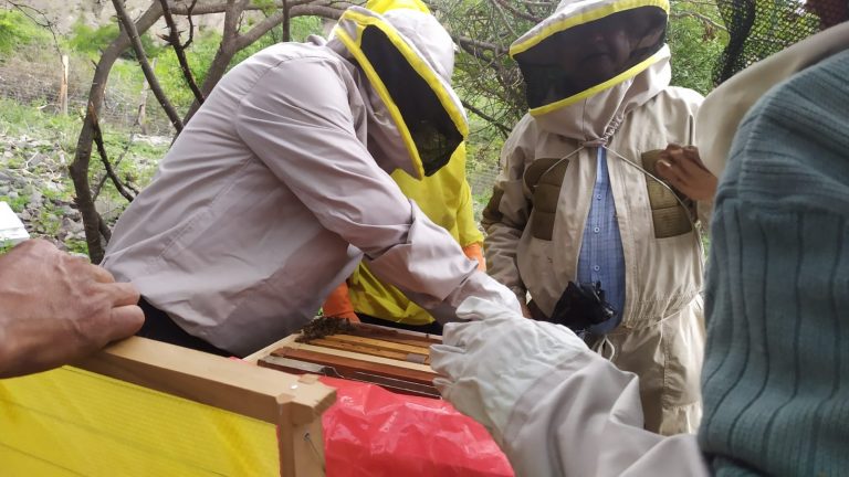 Concejo municipal aprueba Ley de Fomento y Conservación Apícola para el municipio de Sucre