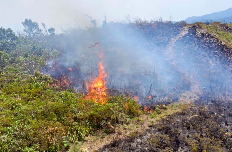 Según la Central de Pueblos Indígenas de La Paz 100 mil hectáreas fueron afectadas por los incendios