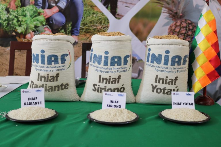 INIAF libera seis nuevas variedades de arroz de alto rendimiento